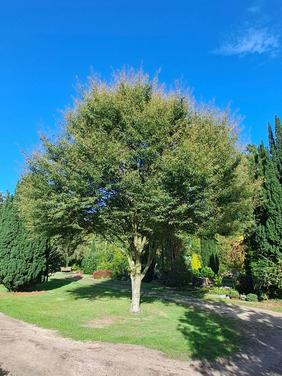 Baum auf dem Vareler Friedhof