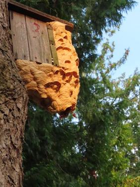 Hornissennest am Nistkasten auf dem Friedhof