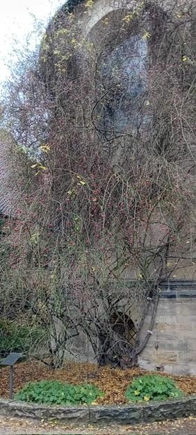 Rosenstock am Hildesheimer Mariendom