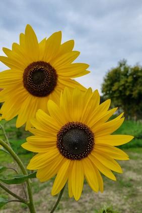 Sonnenblumen