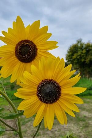 Sonnenblumen